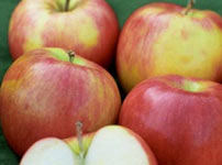 Voćne sadnice jabuke - JONAGOLD