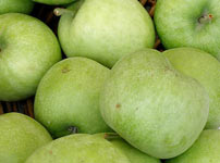 Плодовые деревья яблок - МУЦУ