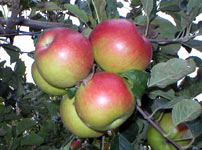 Плодовые деревья яблок - ПРИМА
