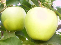 Voćne sadnice jabuke - ZLATNI DELIŠES RAINDERS