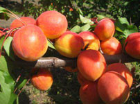 Фруктовые деревья абрикосы - NS 6