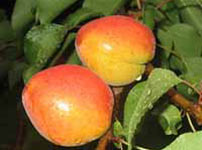 Фруктовые деревья абрикосы - РОКСАНА