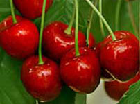 Voćne sadnice trešnje - HEDELFINGEROVA