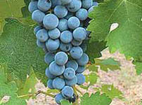 Виноградная лоза виноградной сорта - КАБЕРНЕ СОВИНЬОНВиноградная лоза виноградной сорта - КАБЕРНЕ СОВИНЬОН